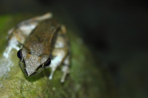 青蛙夜拍 神聖的殿堂