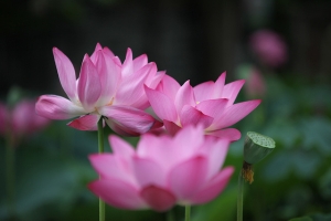 五月中興新村蓮花