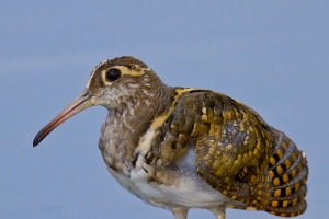 大眼妹&哥--彩鷸