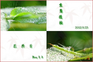 台中Wang~~自然隨拍……花與葉