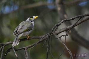 [40D] 普鳥隨拍 - 黑頭礦鳥