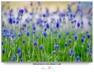 冬至色瑟。大安森林公園