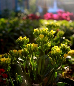 第一次 新會員 試試水溫