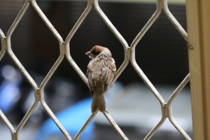 小小白也能打鳥