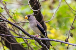 金門拍鳥-黃嘴雀