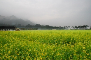 南投油菜花田 (( 一張流 ))