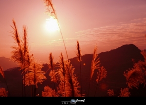 東眼山夕照