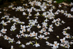 2011年05月09日《與油桐花有約》