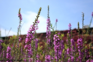 卓蘭-花路香草能量花園~趴兔