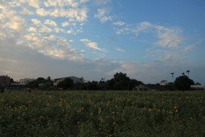 雲林莿桐孩沙里賞花季
