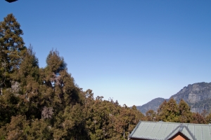 阿里山旅之櫻花還沒開PATER2&nbsp;&nbsp;(35圖)