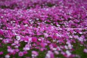 通霄金果乳香花海