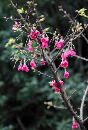 櫻花~~還沒開ㄟ