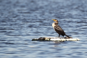 帶伍佰去曬太陽！