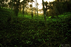 20120408 梅嶺 螢之海
