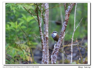 在滿月圓拍到的2種不知名鳥類