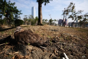 珠頸斑鳩亞成鳥-廣角版