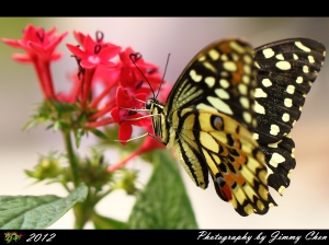 生態隨意拍~~BY 小師妹-蝶影