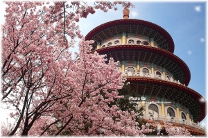3月14天元櫻花大拜拜