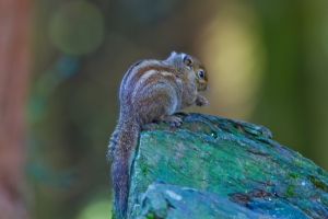 台灣條紋松鼠