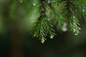 明池雨漉漉