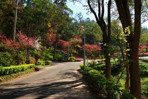 台中Wang~~林場拾景...12張