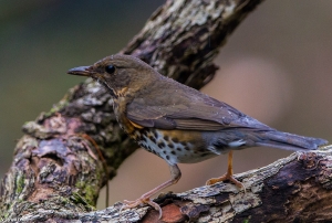 野柳的過境鳥-烏灰鶇母鳥