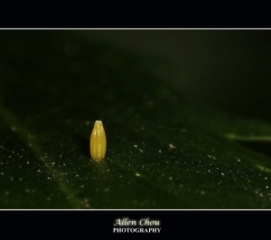 微距的多彩視界&nbsp;&nbsp;有拍就貼