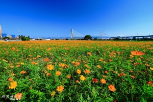 疏洪道花海公園