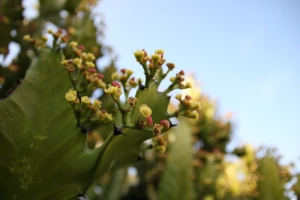 新手拍花第二po~~請指教~