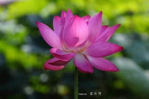 2011~~中興新村荷花季開跑