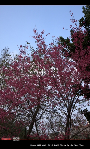 中壢莒光公園櫻花
