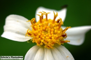 怪怪阿文之@微距世界－小花篇@