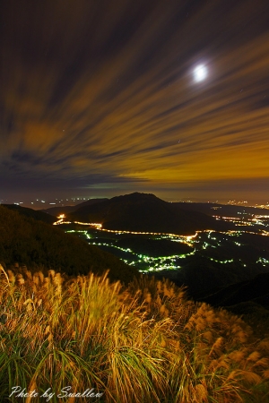 大屯山芒花晨拍