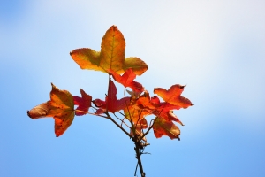 中壢莒光公園～難得的藍天