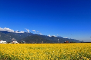 2011 如風景月曆般的--花東油菜花--