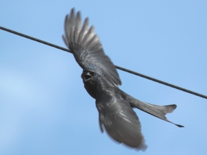 廣興堂 隨拍之二 黑色戰機-鳥啾