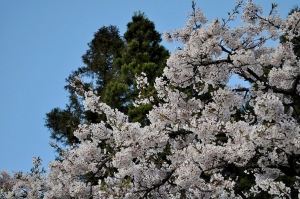 阿里山櫻花季~~吉野櫻王盛開~~~