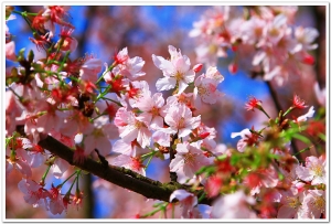 7天前的淡水天元宮櫻花(圖多)