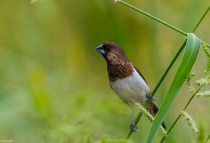 農田普鳥-白腰文鳥