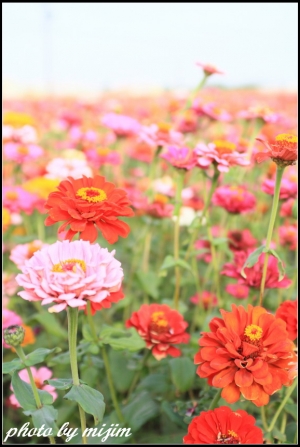 嘉義花海節隨手拍