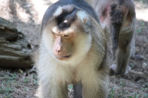 Canon 55-250小砲木柵動物園試拍