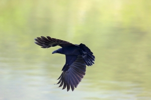 沒人要拍的黑嚕嚕