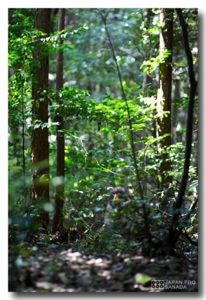 新綠京都 - 森林中的奇遇 -