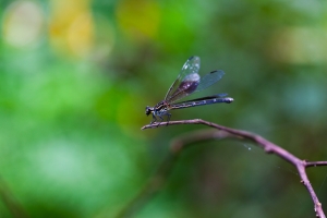 生態記錄-短腹幽蟌