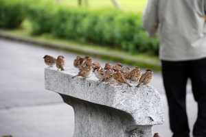 好多鳥鳥