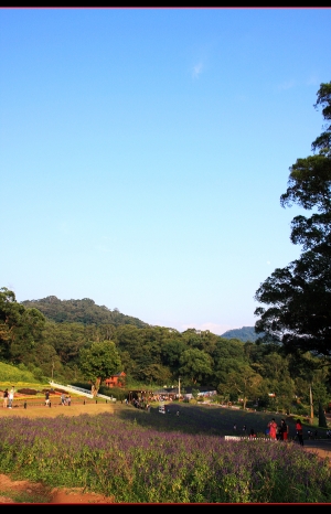 大溪花海農場旅拍