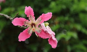EF 24-105當微距鏡拍花、草