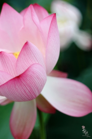 安康農場 光荷作用