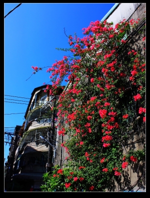 ((淡水))是隨拍也是亂拍(下)~~